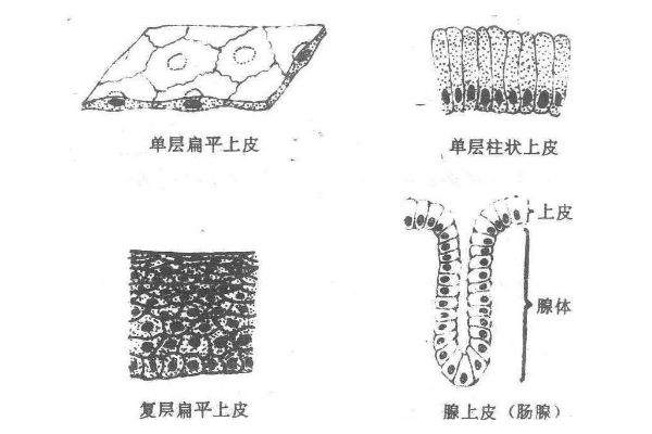 探究和田玉水线的物质构成及其结构与构造关系