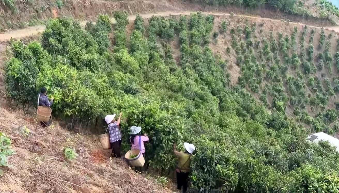 景东属于普洱吗普洱知春茶功效