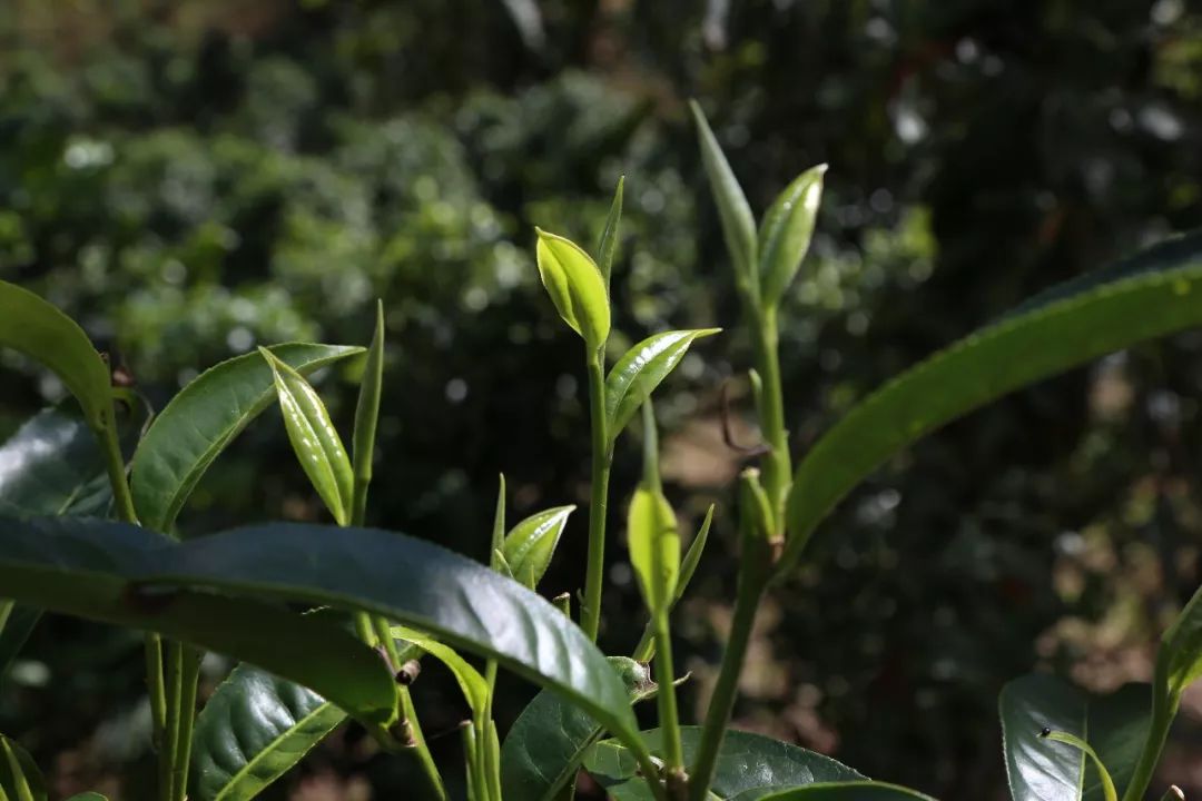 雨林古树茶老班章造假，揭露价格与真伪辨别，2020年熟茶解析