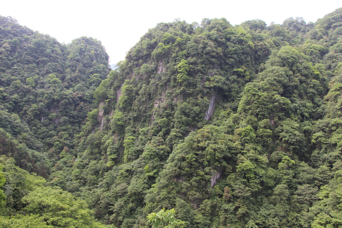 玉里面有青苔好吗