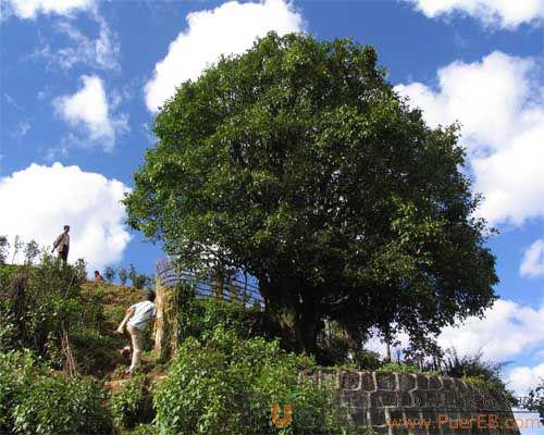 凤庆县小湾镇锦绣大茶树-凤庆县小湾镇锦绣大茶树基地