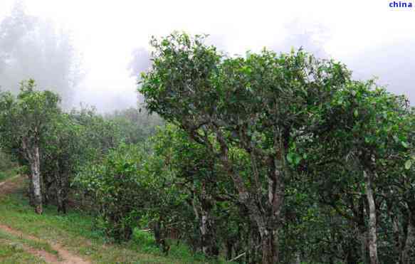 凤庆县小湾镇锦绣大茶树-凤庆县小湾镇锦绣大茶树基地