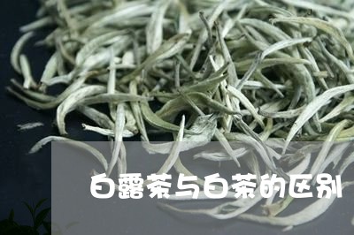 白茶、春茶与白露茶：三大茶类的区别解析