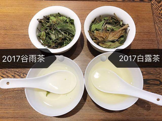 白茶、春茶与白露茶：三大茶类的区别解析