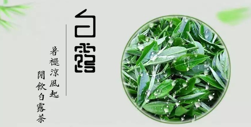 白茶、春茶与白露茶：三大茶类的区别解析