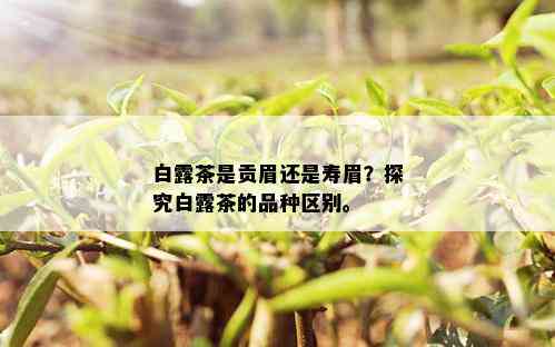 白露茶和春寿眉的区别：如何辨别两者的不同？