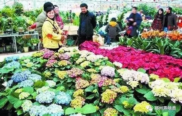 探索郑州二七陈砦花卉市场：精品花卉与珍贵和田玉一应俱全的更佳购物指南