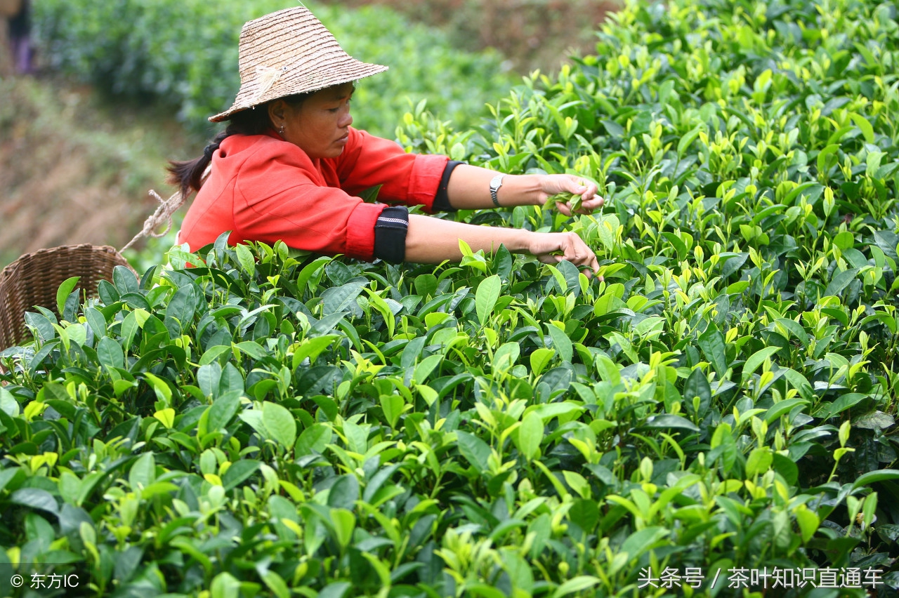 化哪里有普洱茶？购买普洱茶的地点和渠道全解析