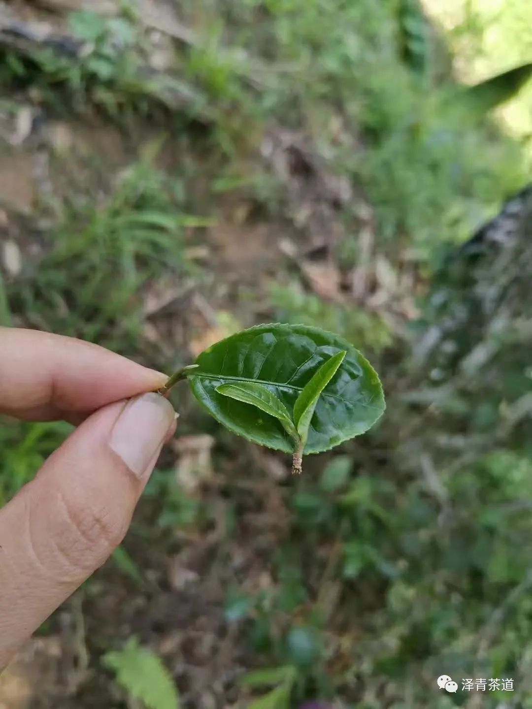 普洱茶猫耳朵价格大全：了解市场行情，选购茶叶