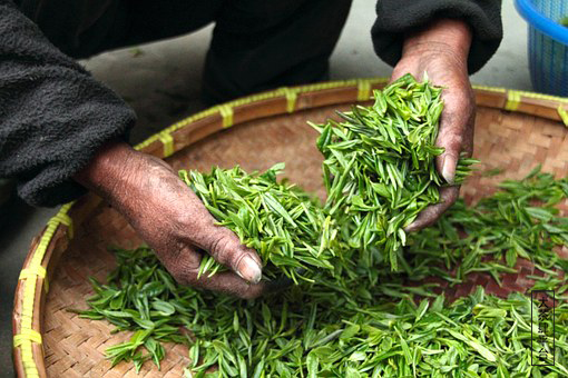 云南茶叶品种繁多，哪些茶叶更受欢迎？