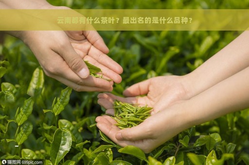 云南茶叶品种繁多，哪些茶叶更受欢迎？