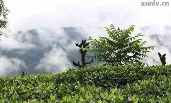 云南高贡山古树普洱茶：茶香四溢的秘境之旅