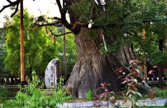 寨子坡古树普洱茶：山野韵味，千年传承的口感之美