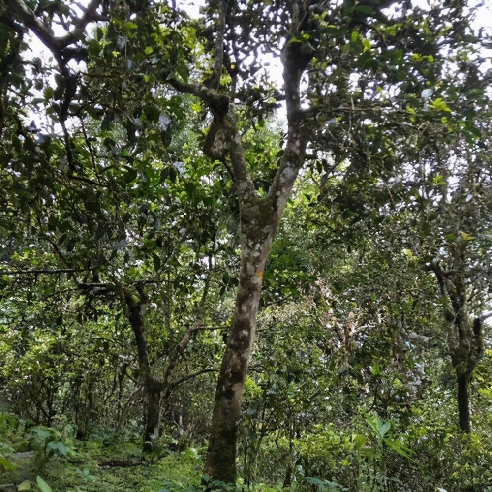 寨子坡古树普洱茶：山野韵味，千年传承的口感之美