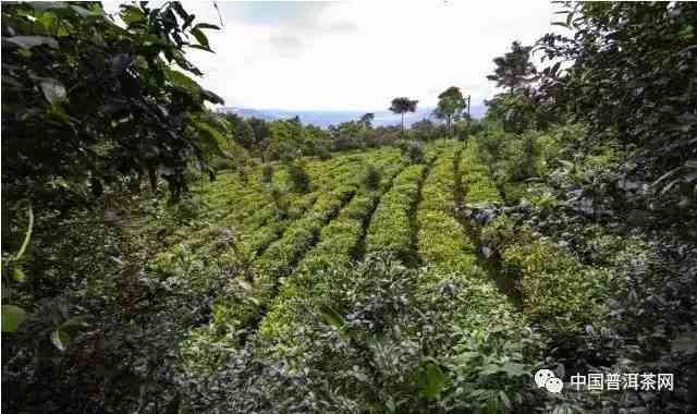 布朗山普洱茶名山寨：探索更优质的古茶园