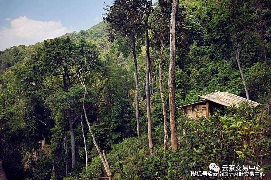 布朗山普洱茶名山寨：探索更优质的古茶园