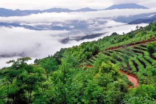 布朗山普洱茶名山寨：探索更优质的古茶园