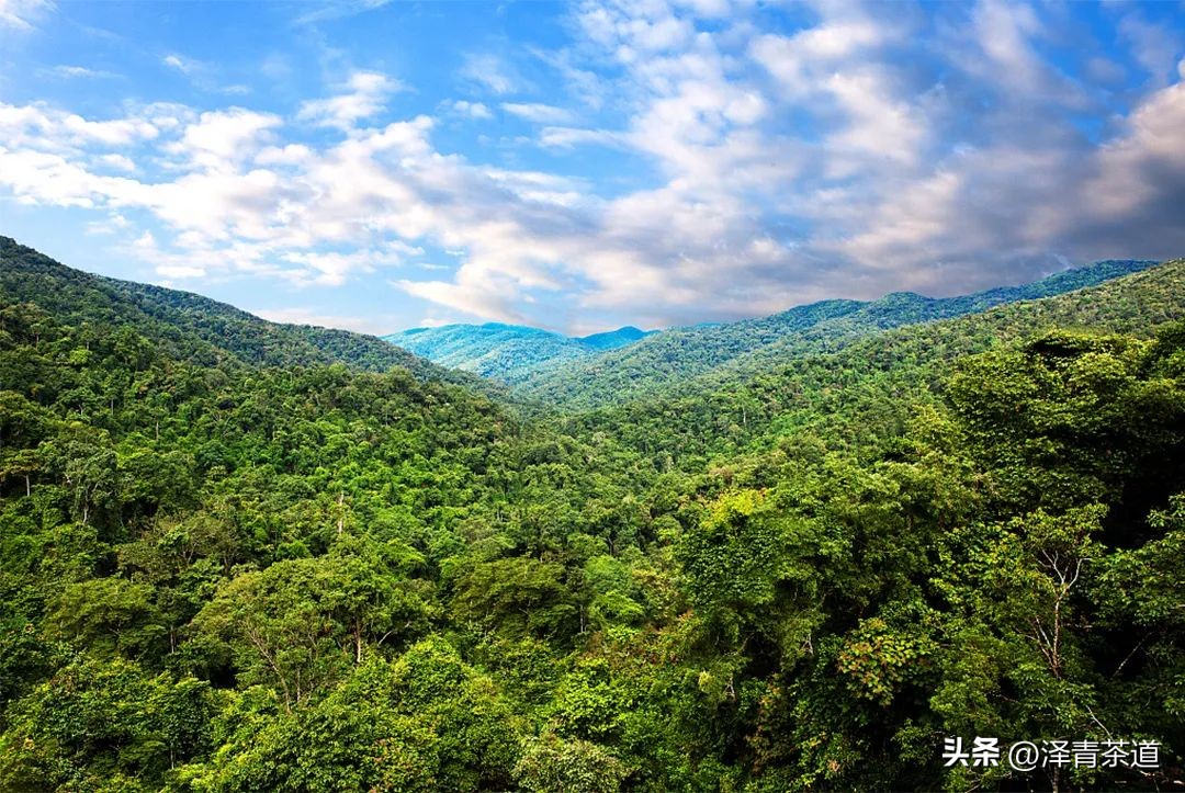 为什么立顿没普洱茶