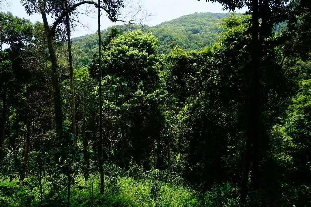 澜沧邦崴古树茶：独特韵味与丰富营养的秘密