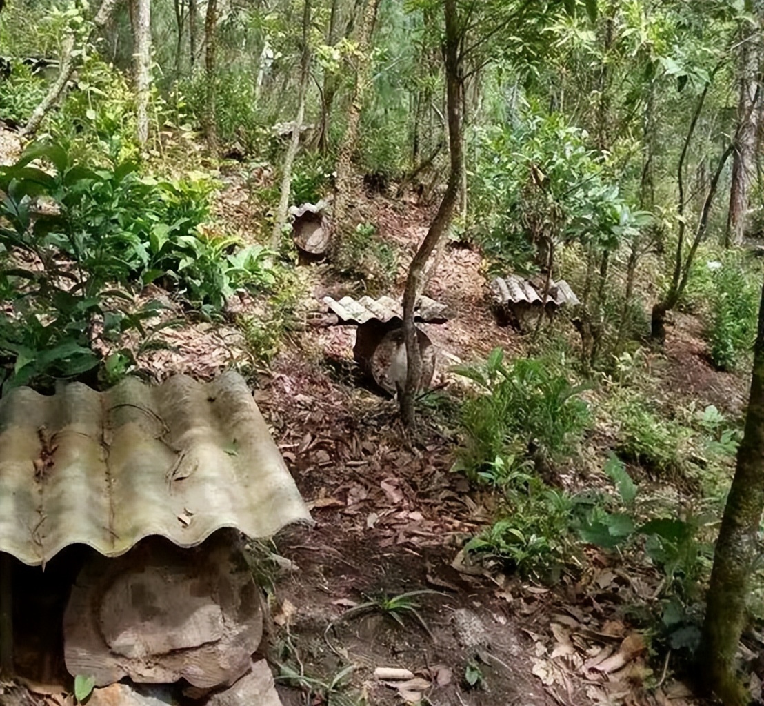 澜沧邦崴古树茶价格