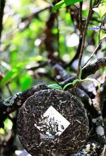 老班章野生茶饼典藏品：生态古树茶的传承与品质