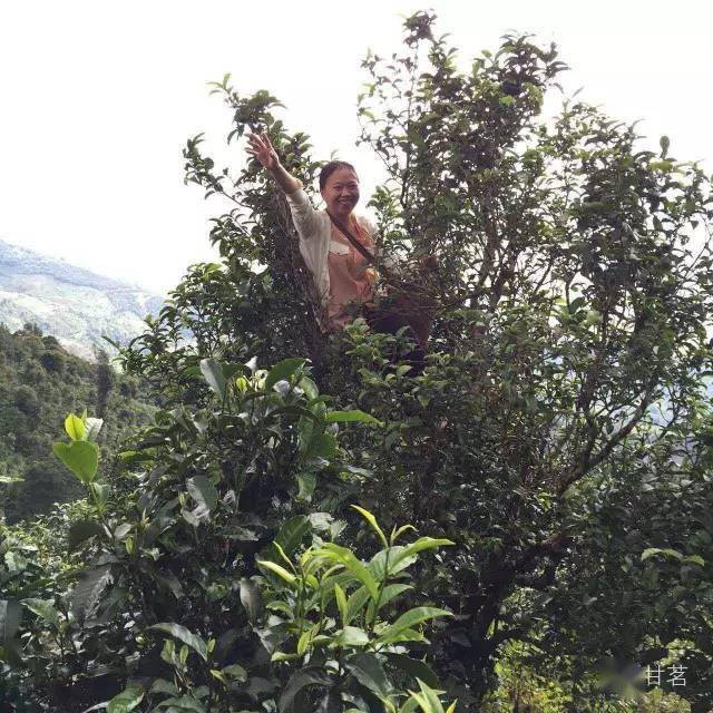 班章山野生古树茶：生态秘境中的纯净滋味