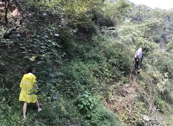 班章山野生古树茶：生态秘境中的纯净滋味