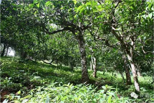 班章山野生古树茶：生态秘境中的纯净滋味