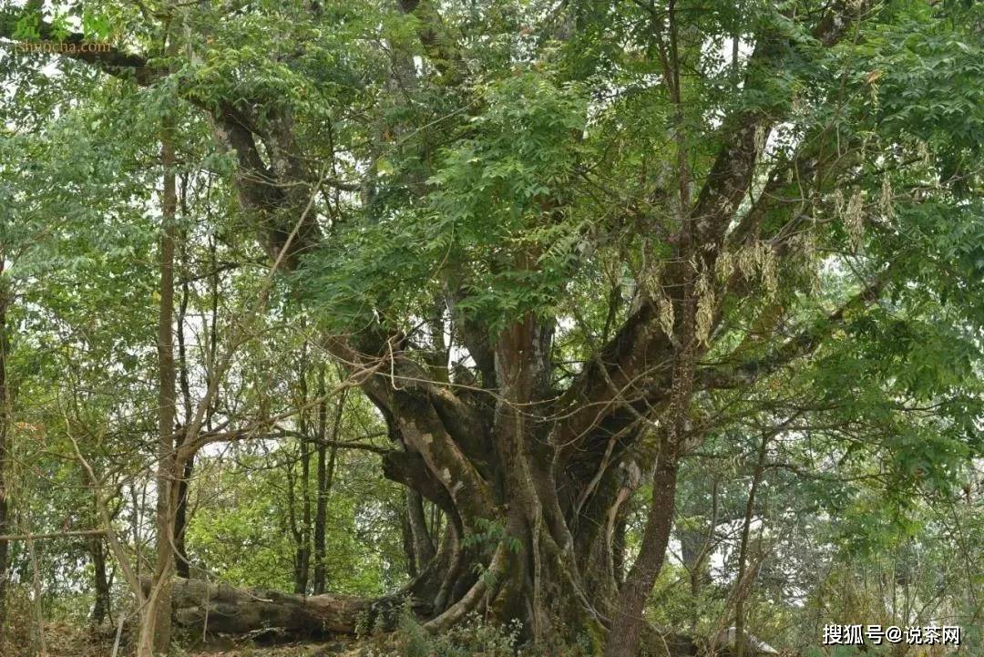 班章山野生古树茶：生态秘境中的纯净滋味