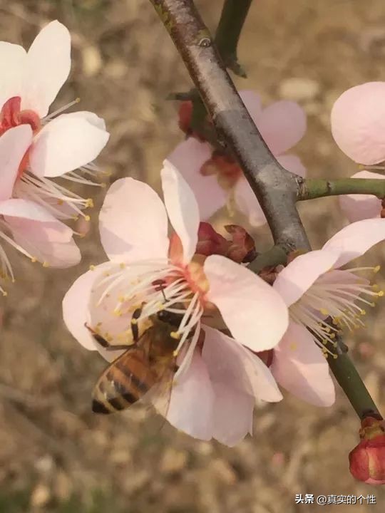 茶对胰腺的害处：影响、多大、好处、茶叶