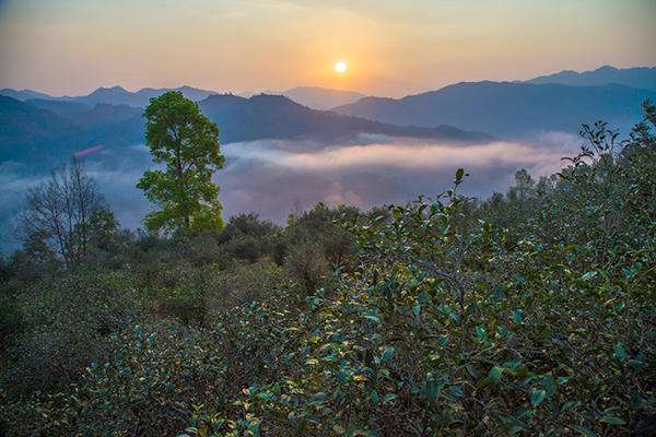 昔归茶：产地、品种、口感、功效等全方位解析，帮助您了解这款茶的全貌