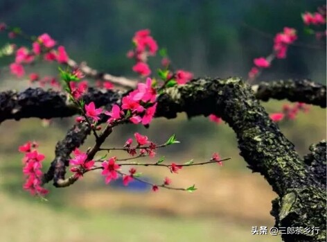 活力花逾期会打公司吗