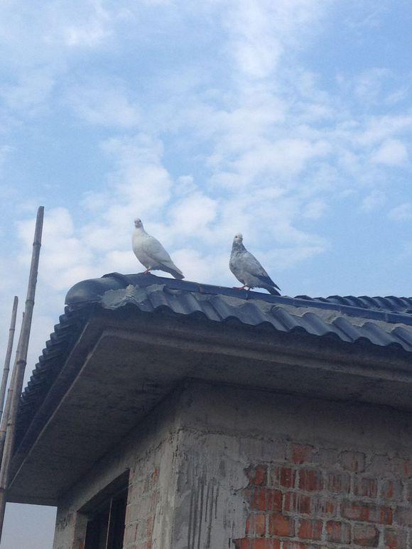 安逸花如何申请期服务