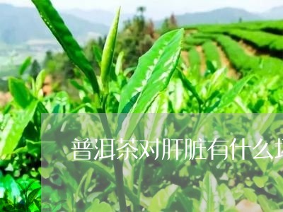 普洱茶对肝有伤害吗