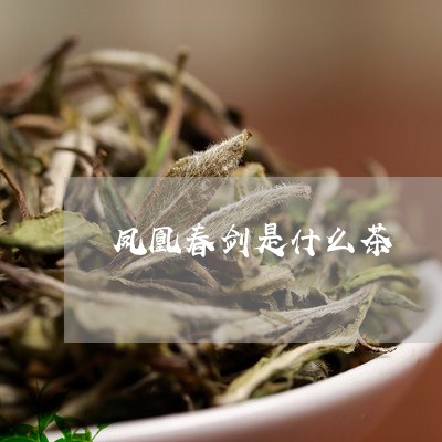 凤凰春剑是什么茶种