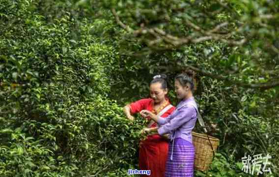 探寻普洱茶的健魅力：野韵茶的神奇功效与作用