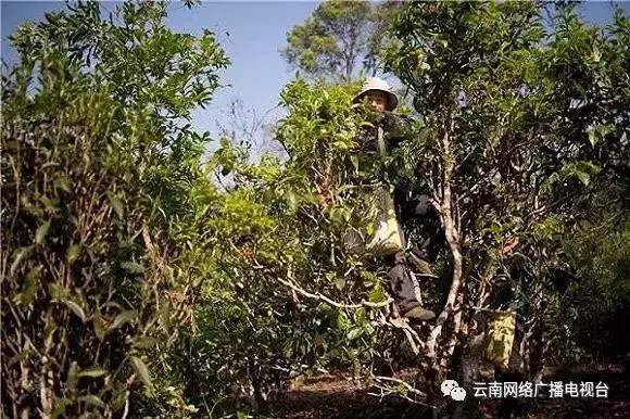 古树普洱山野韵，岁月沉淀的味道