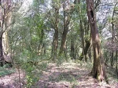 古树普洱山野韵，岁月沉淀的味道