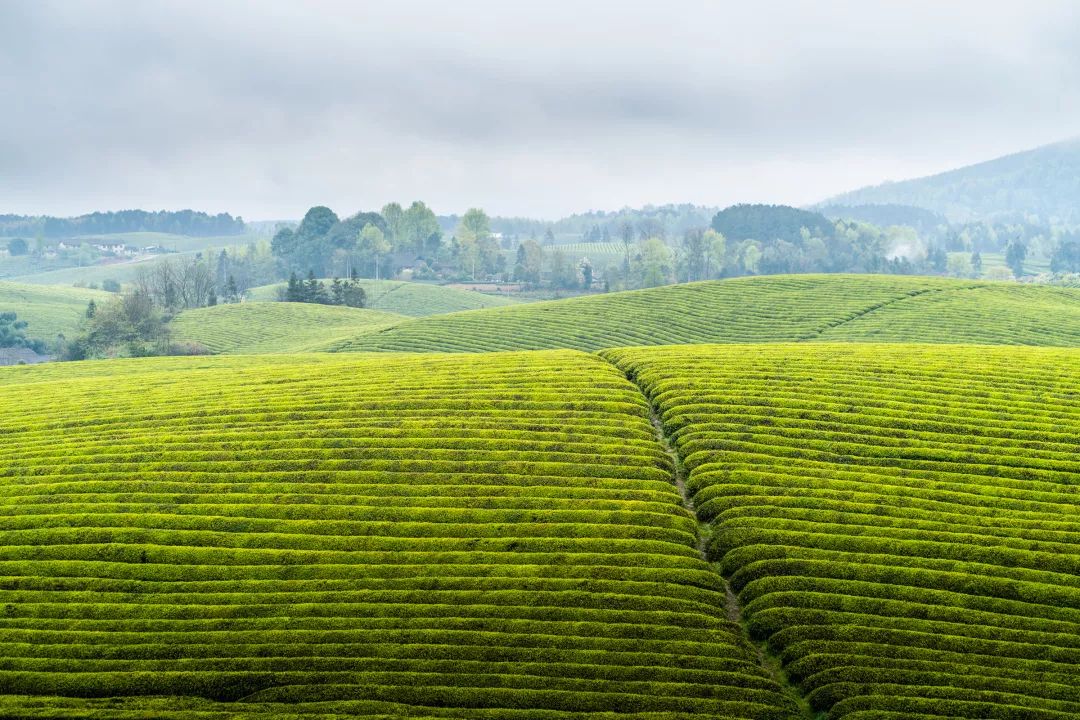 昆明永兴普洱茶