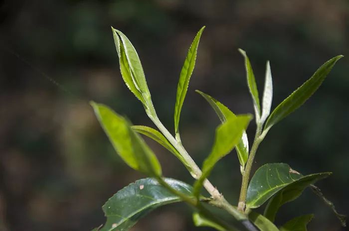 勐库冰岛茶哪个牌子好？