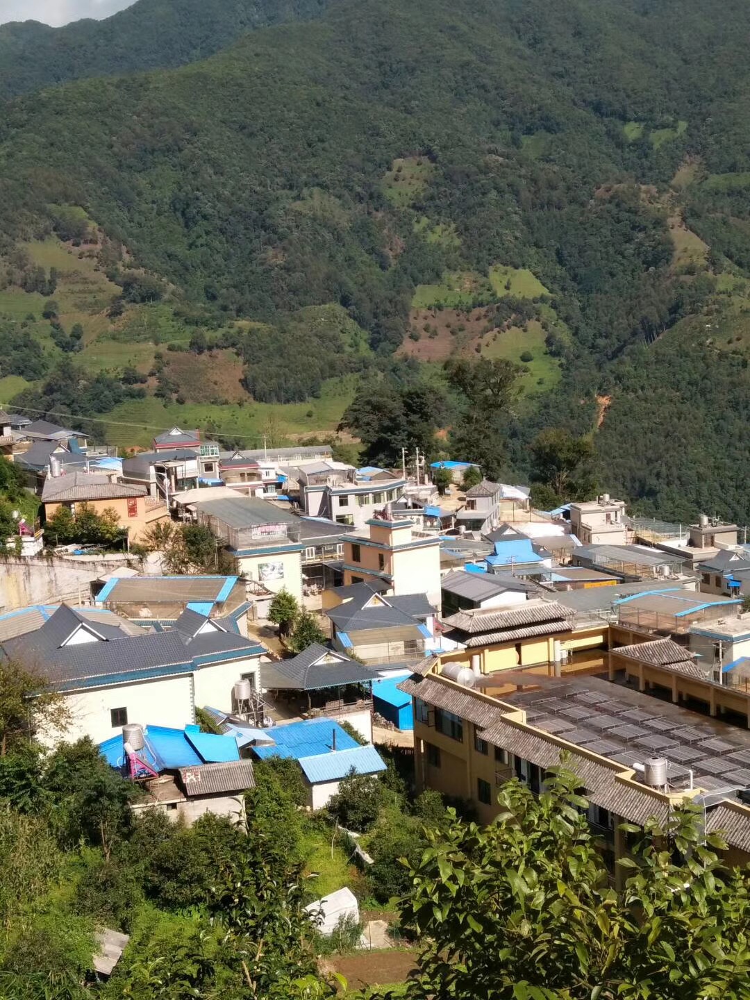 勐库冰岛茶：一款源自高山原生态的优质红茶介绍