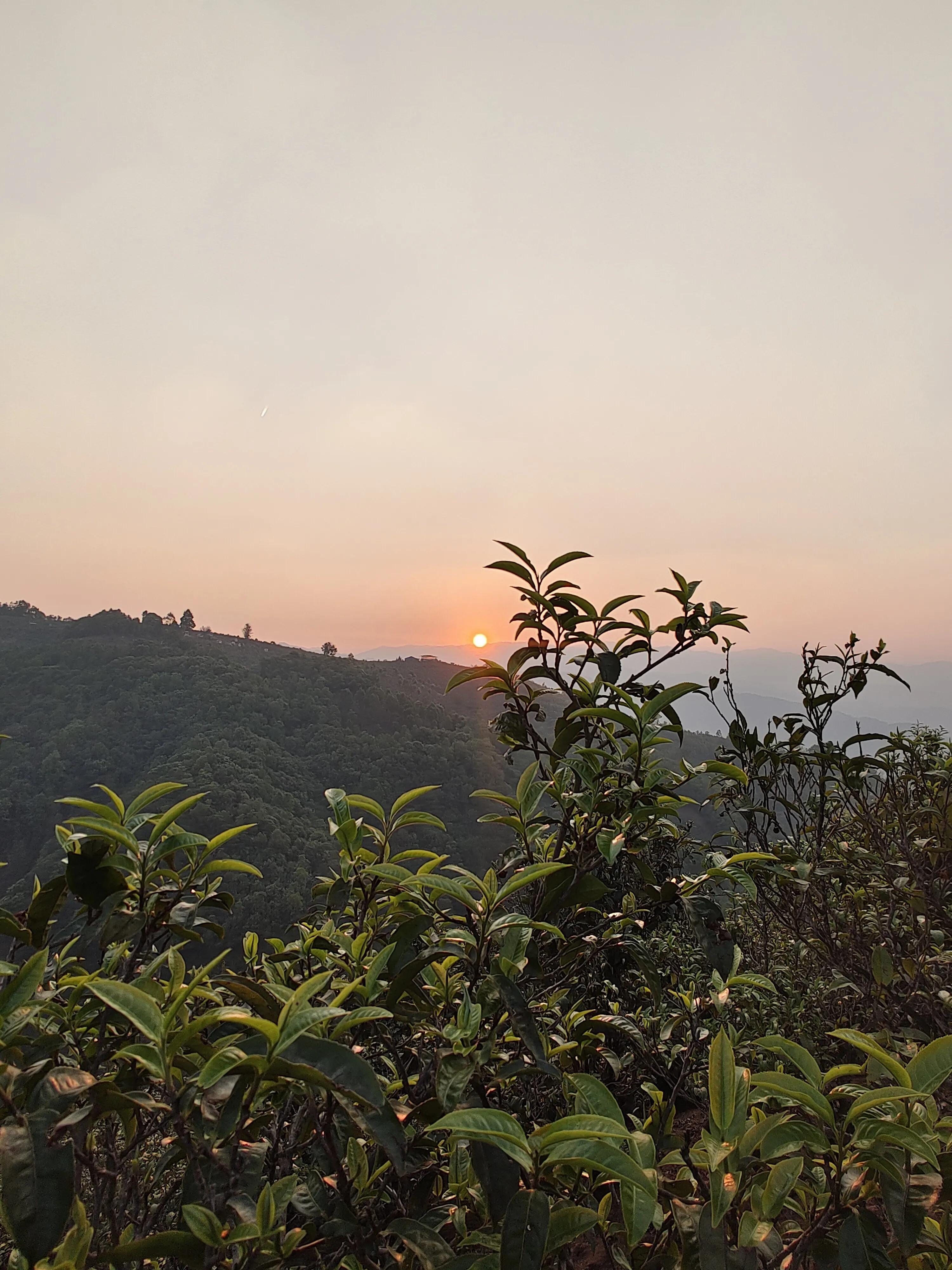 勐库大叶种茶与冰岛茶的对比：品质、产地、口感及泡法全解析