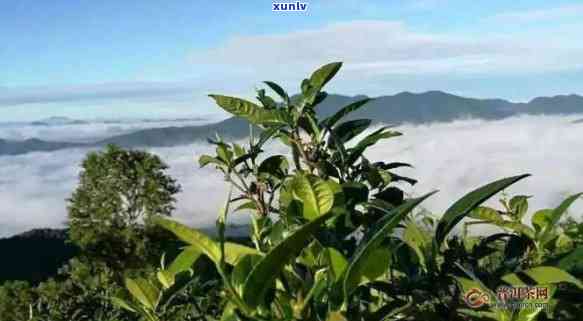 云南勐库大雪山茶厂：探寻高山云雾下的古树茶魅力