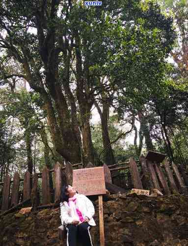 云南勐库大雪山茶厂：探寻高山云雾下的古树茶魅力