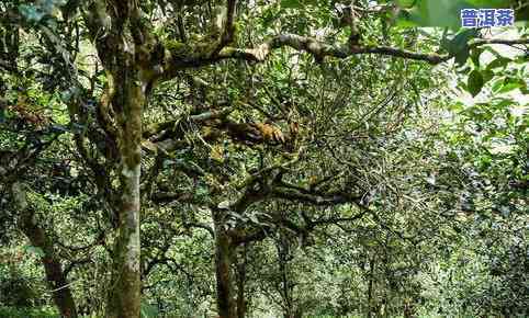 高山寨古树茶：价格、品质与独特橙红透亮茶的全方位解析