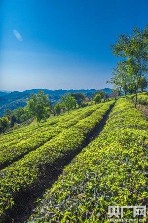 郎河普洱茶荒野