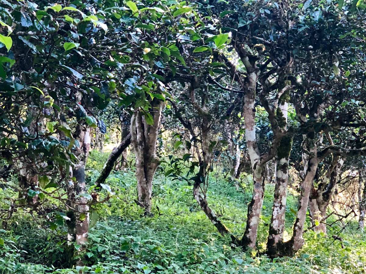 郎河普洱茶荒野