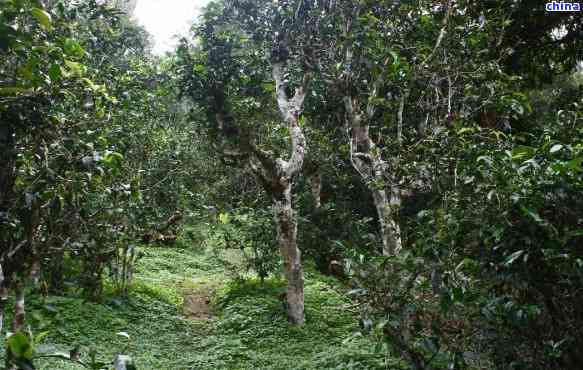 郎河普洱茶荒野