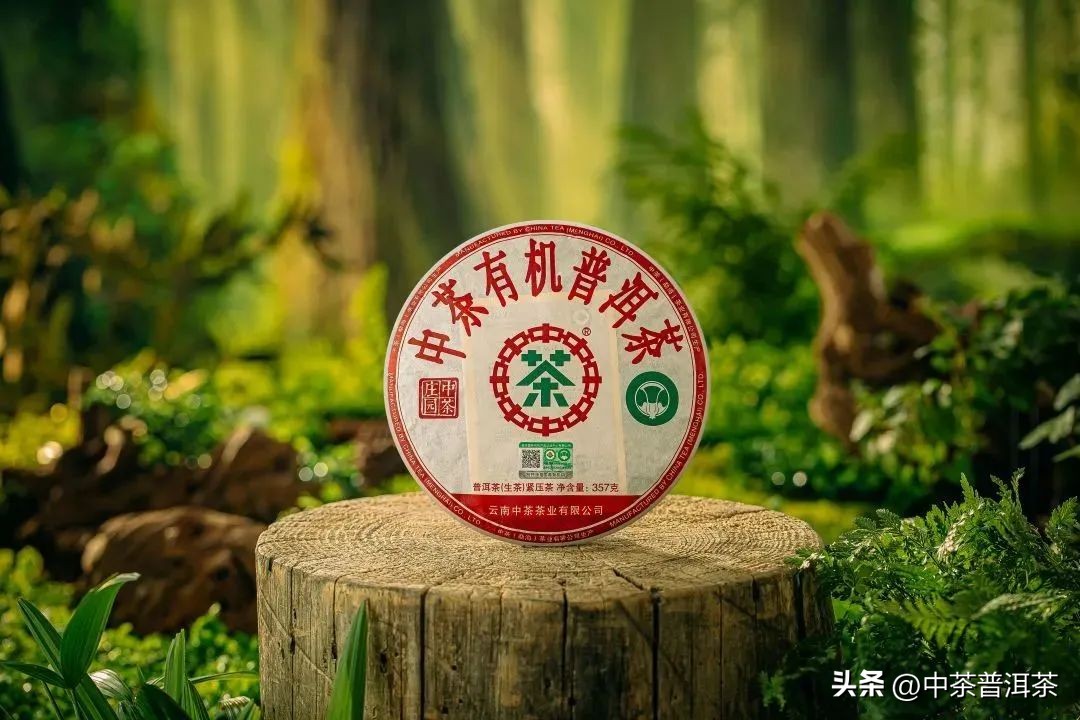 上海普洱茶全面推荐：品味口感与品质的完美结合，助您轻松选到心仪好茶