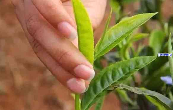 普洱茶肥-普洱茶肥和打药的口感怎么判决